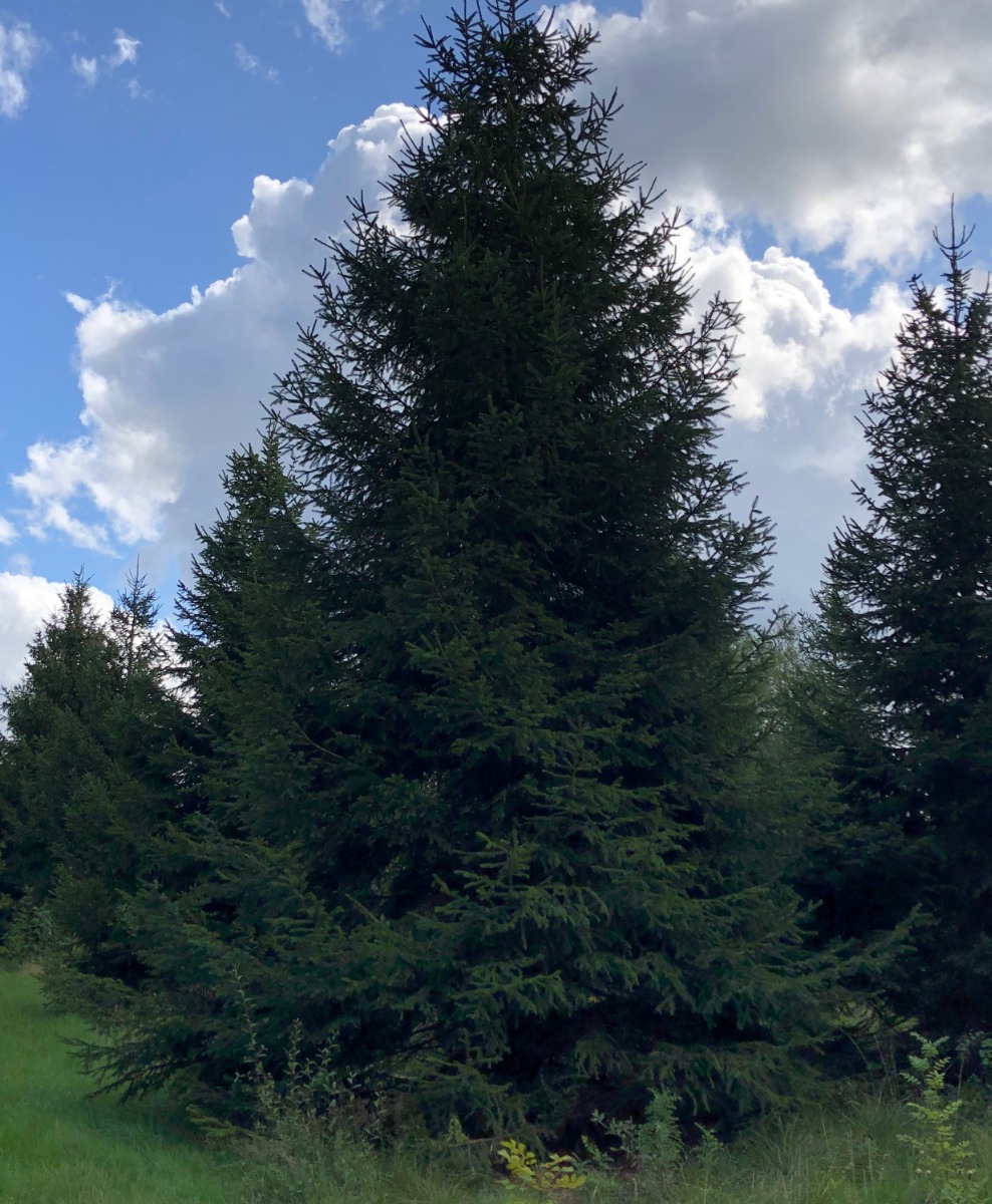 40ft Norway Spruce